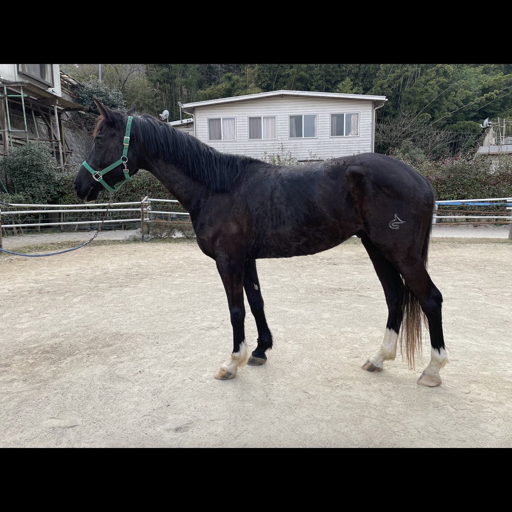 horsmartcom's tweet photo. 【4月オークション上場馬】
馬名:ヴァリスラート2
年齢:4歳
性別:セン
品種:日本スポーツホース
紹介ページ:https://t.co/I1mv8eQrn5
#馬 #売り馬 #horse #horsesale #乗馬 #馬術 #horsmart #ホースマート https://t.co/UXl7jZXD3g