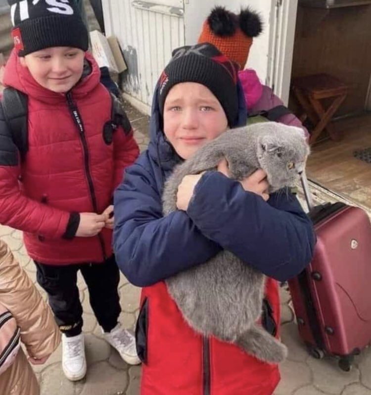 KyivPost's tweet photo. A boy reunited with his cat, he had lost while crossing the Polish-Ukrainian border https://t.co/xH98b2vV90