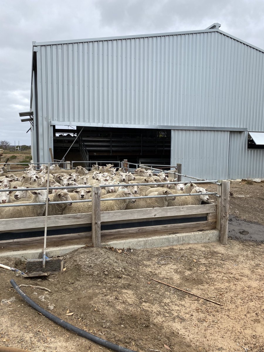 Day 1 of 5 day foot-bathing as part of our eradication program.  Utilizing the old cattle foot-bath to get 2 foot baths going, 4200 foot-bathed in 7 hrs, kicking goals with labor efficiency today!