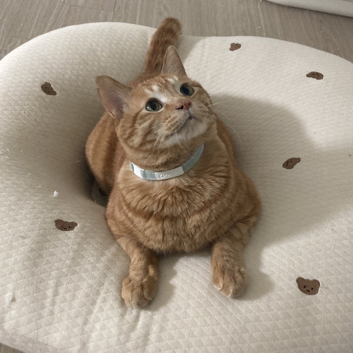 duh_duk's tweet photo. 우리 엄마가 더덕이처럼 못생긴 고양이 처음 본다고 했음...... 아직도 병원에서 고양이 바뀐거 아니냐고 의심함 https://t.co/pX4u9ewJqu