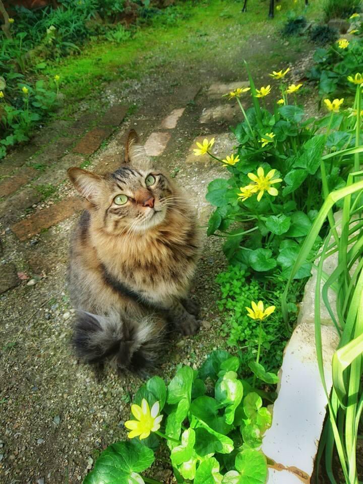 LoveHotChocolat's tweet photo. 家族のショコラを探しています。
来月１０歳だよ。帰っていらっしゃい。　#きじとら #猫　#中津川　#保護猫 #キジトラ猫 #長毛 https://t.co/zKg9JZ8eha