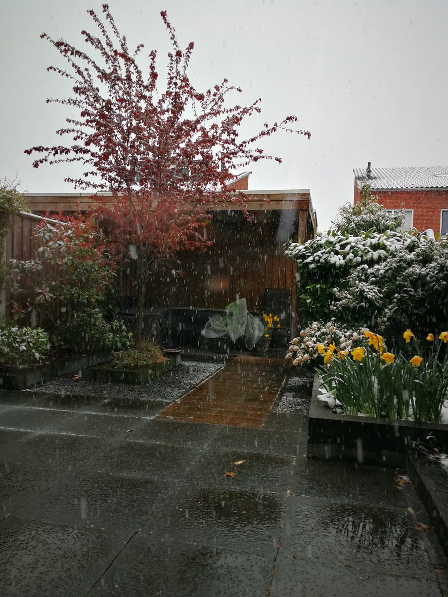 Heppygirl86's tweet image. Typisch gevalletje van #maartroertzijnstaart🥶 #bringbackspring😆