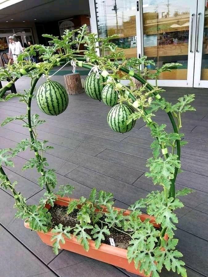 DefarmerAlex's tweet photo. The art of Agriculture https://t.co/ZlCFCJ9o7k