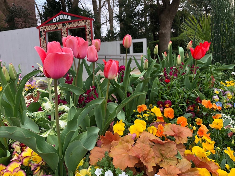 日比谷花壇大船フラワーセンター 公式 花壇のチューリップが咲いています チューリップには様々な咲き方があるのをご存知ですか 当園で見られるのは 一重咲きです 他にも 八重咲き ユリ咲き パロット咲き フリンジ咲き クラウン咲き等があります