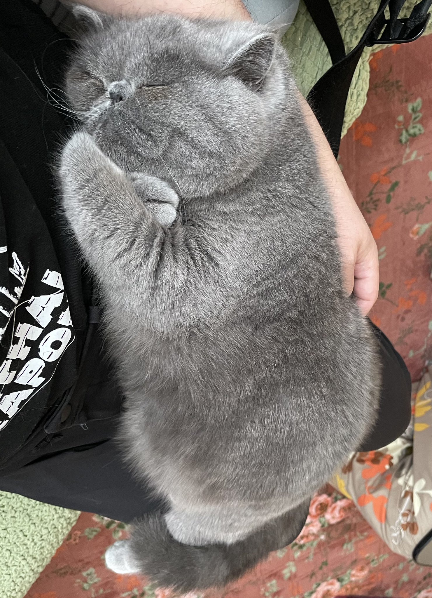 にこみさん 膝上で腕組みして寝る猫 ねこ 猫のいる暮らし 猫好きさんと繫がりたい エキゾチックショートヘア T Co Y72zdyvcvm Twitter