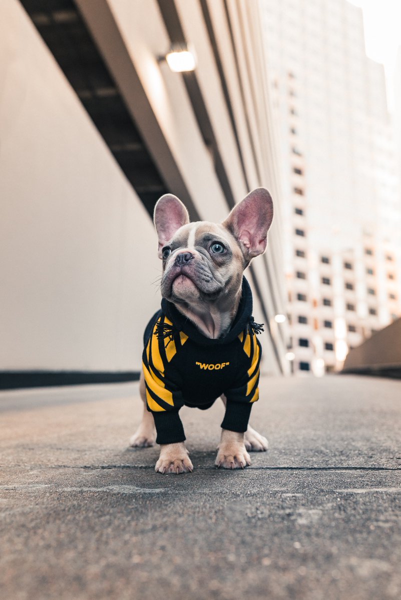 HellowdogI's tweet photo. Can Dogs Wear Coats? How To Properly Choose One For Your Pet!!
#dog #dogsofinstagram #dogs #dogstagram #doglover #dogoftheday #doglife #doglovers #doggy #dogsofinsta #dogsofig #doggo #doglove #dogsitting #dogslife #dogsofinstaworld #doggie #dogscorner #dogphotography #hellowdog https://t.co/PzXmai2eq4