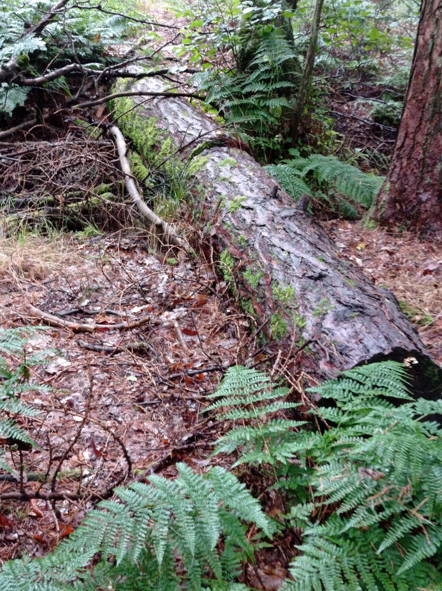 Tory.Milner (@milnertory) on Twitter photo Fully funded MRes in #nfm wood structures with me, <a href="/Mhill846/">Matt Hill</a> <a href="/nationaltrust/">National Trust</a> <a href="/slowtheflow_UK/">Slow The Flow</a> <a href="/hudgeog/">@hudgeog</a> DEADLINE TODAY at 11:59pm. To apply, please see research.hud.ac.uk/research-degre⦠Fully funded MRes in #nfm wood structures with me, <a href="/Mhill846/">Matt Hill</a> <a href="/nationaltrust/">National Trust</a> <a href="/slowtheflow_UK/">Slow The Flow</a> <a href="/hudgeog/">@hudgeog</a> DEADLINE TODAY at 11:59pm. To apply, please see research.hud.ac.uk/research-degreā¦