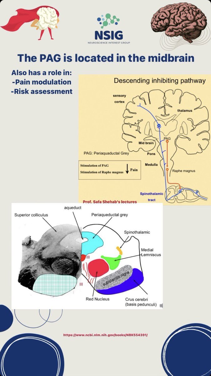 Neuroscience Interest Group tweet media