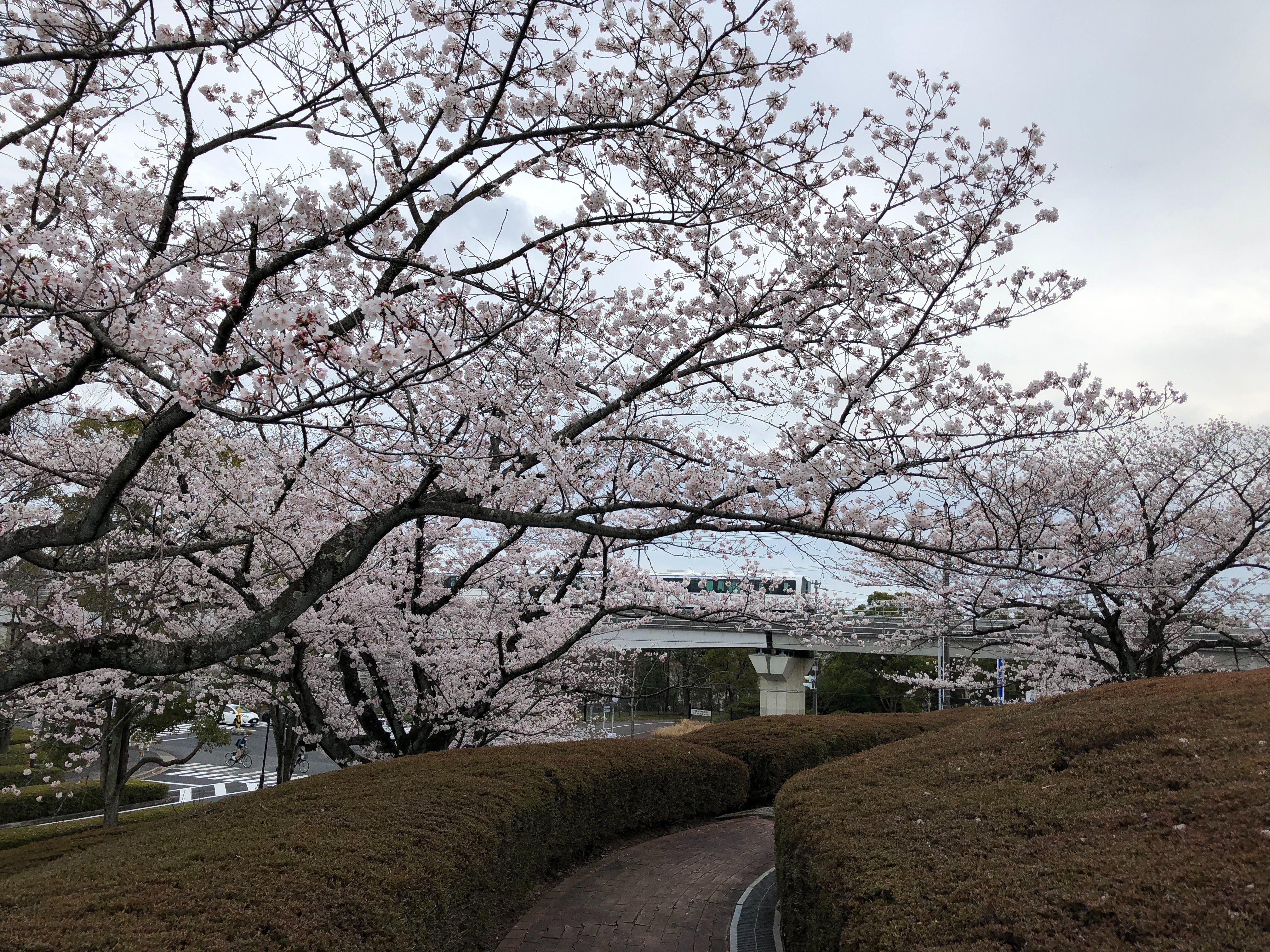 トヨタ博物館 公式 桜のトンネルからリニモが走るのも見られますよ 街中より２日ほど遅い桜の開花 この週末がちょうど見ごろです 桜 花見 長久手 リニモ T Co Atlcjhlmph Twitter
