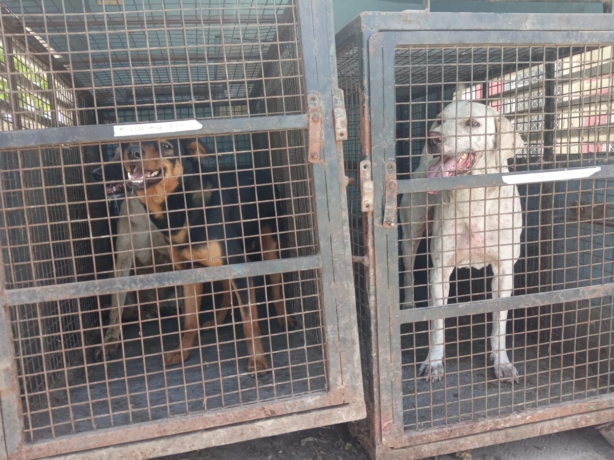 ddvsrohini's tweet photo. @dcrohinizone @Jain_Anuj81 @AamAadmiParty @msisodia @AAP_BobbySehgal @dk_prjpt @shailen53200005 @DilliAajtaktv It is submitted that 03 stray dogs were caught by MCD staff from above said complaint &amp; surrounding area on dated 30.03.2022 &amp; these dogs were handed over to NGO, Human Welfare Society, Sec-27 Rohini for sterilization and vaccination. Photograph attached. https://t.co/f0ZuteIZWa
