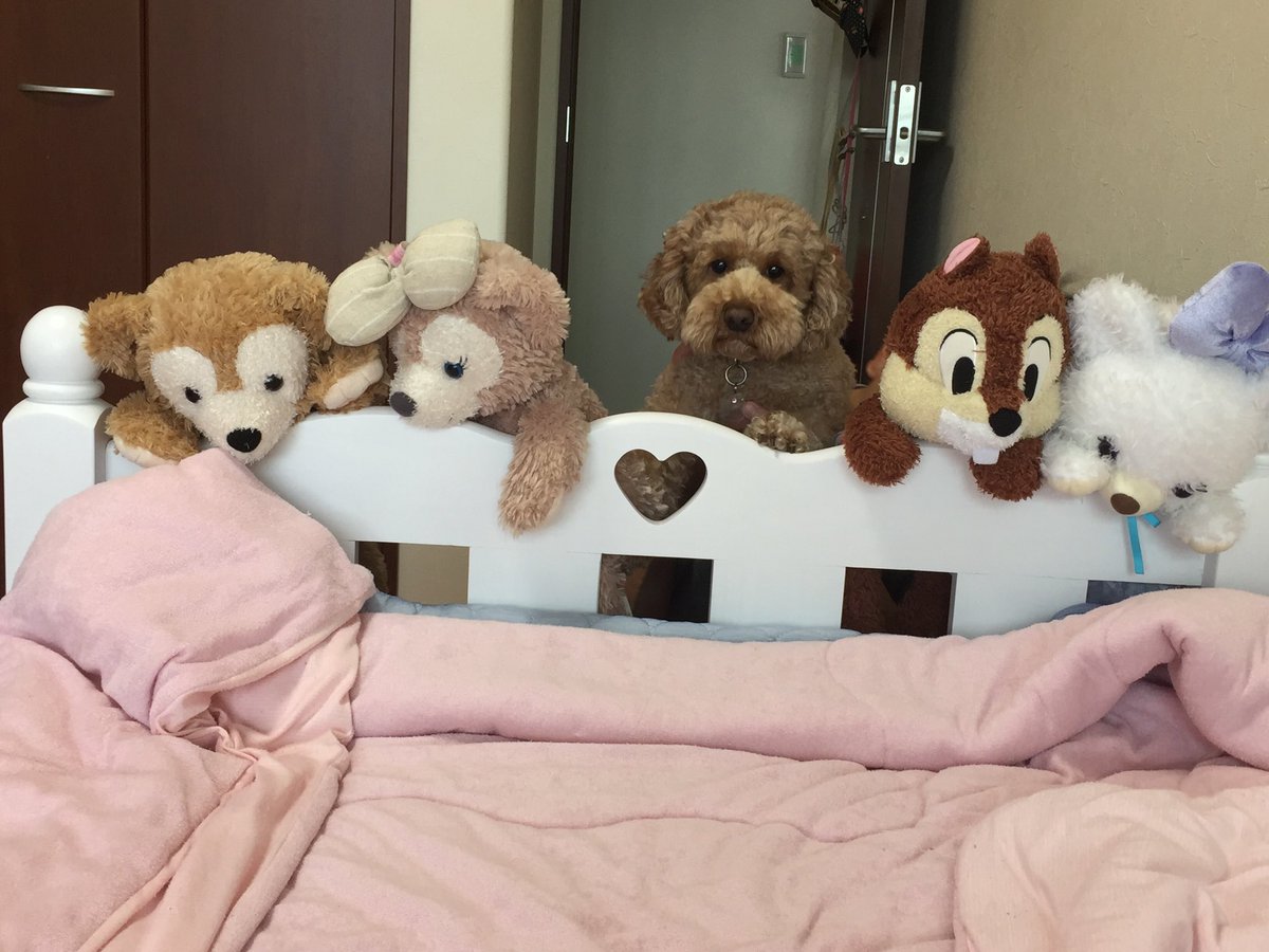 さくらとかくれんぼ

#トイプードル #愛犬 #大好き