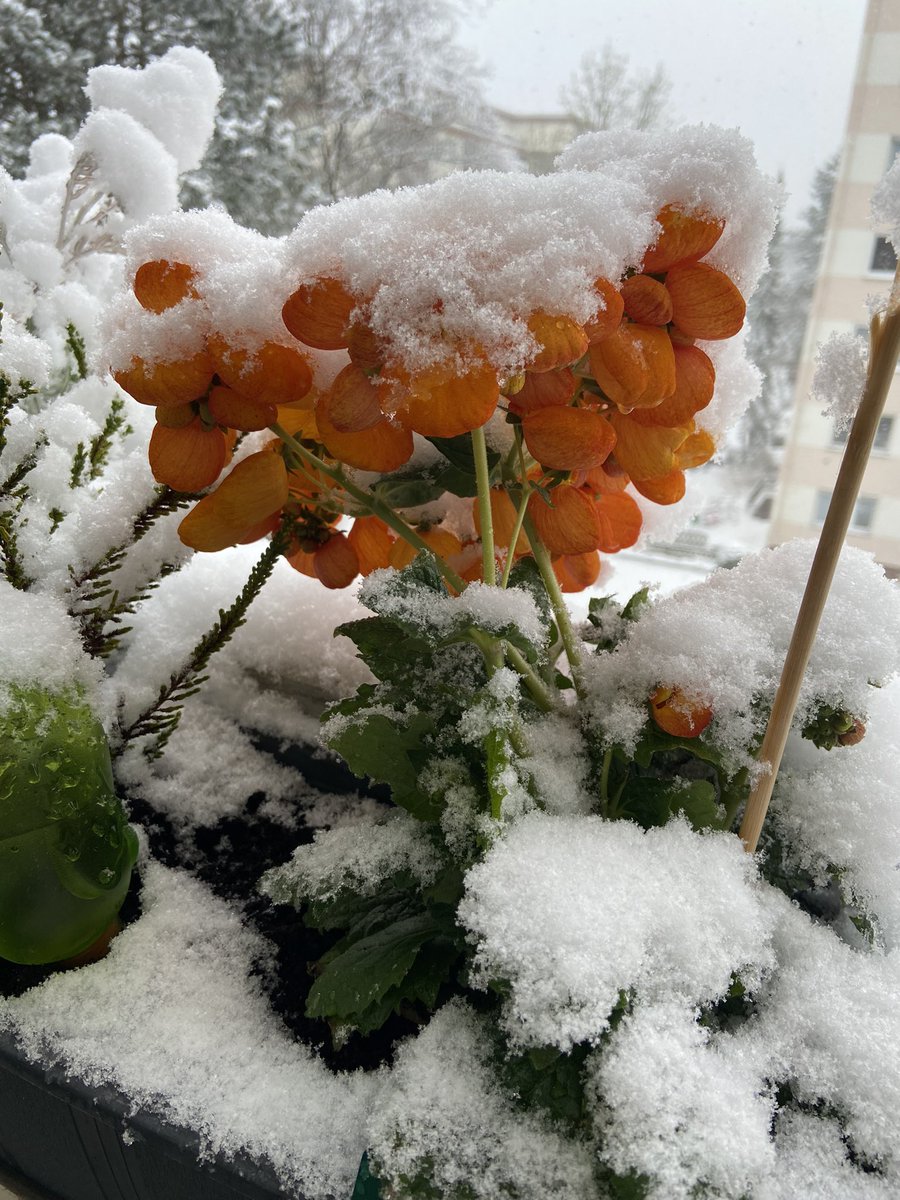 maybfairytale87's tweet photo. Da stellt man sich auf Sommer ein und dann das… happy Thursday 🙃
#goodmorning #schleswigholstein #schnee #frühling https://t.co/KJI3NLh9o9