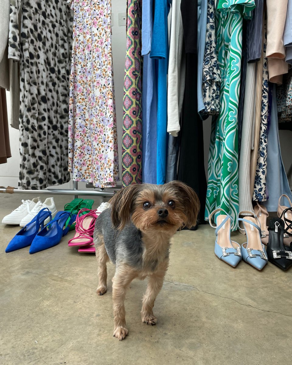 Dorothy_Perkins's tweet photo. If you needed a reason to smile, meet little baby Bella πΆπ
Itβs the ears for us π₯Ί
#DPLoves #dorothyperkins #JesswrightxDP #JWxDP #dogsofinstagram #puppylove #doglover #doglife #puppylife https://t.co/1V1o1Dyahf