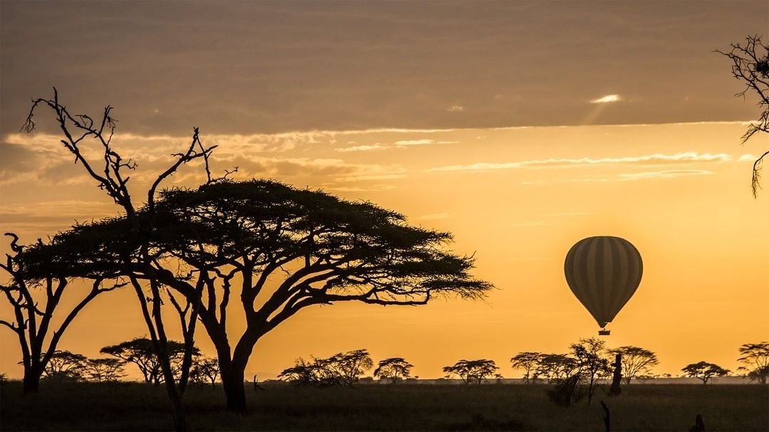 VisitTanzania1's tweet photo. 📍Serengeti National Park 🇹🇿 https://t.co/Xp1kl0UuSO