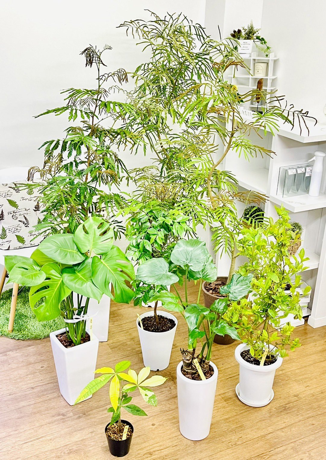 観葉植物のお店 E Ran Eran002 Twitter