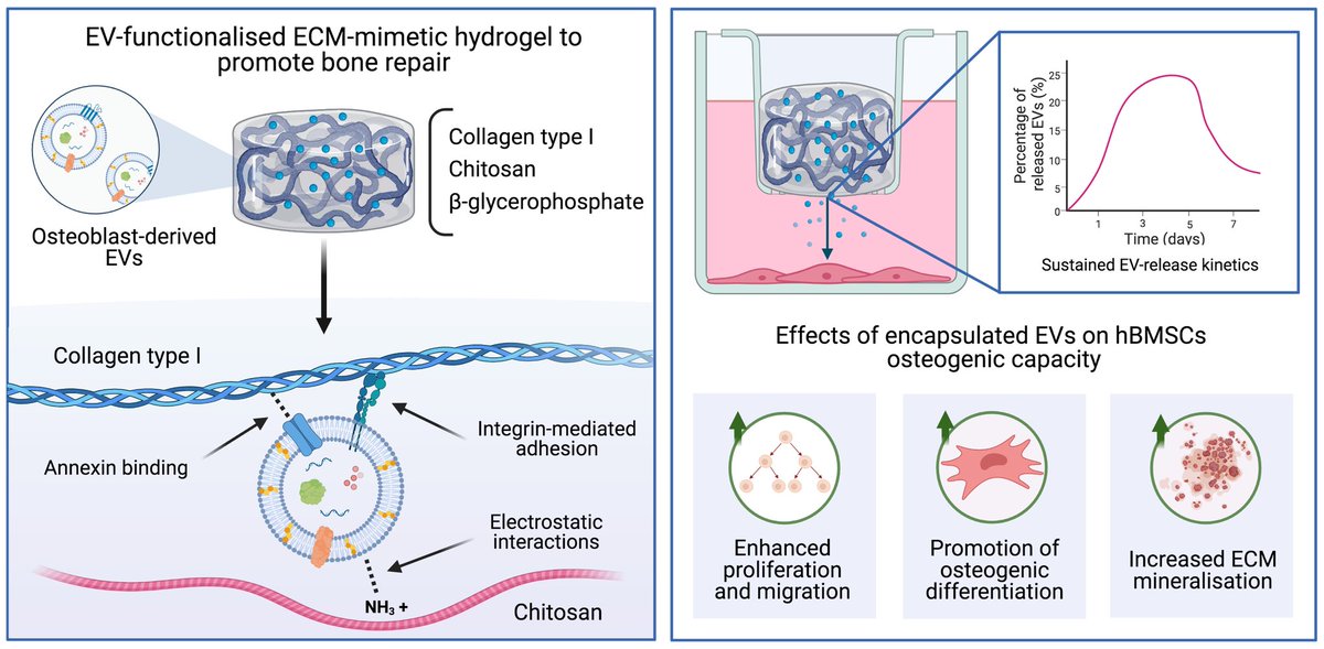 Delighted to share our latest paper now out in <a href="/FrontBioeng/">Frontiers - Bioengineering and Biotechnology</a>. Here we developed an ECM-mimetic hydrogel for the controlled release of pro-osteogenic #extracellularvesicles to promote bone repair <a href="/HTIbham/">Healthcare Technologies Institute (HTI)</a> #Biomaterials #Tissueengineering bit.ly/3Ll5NuY
