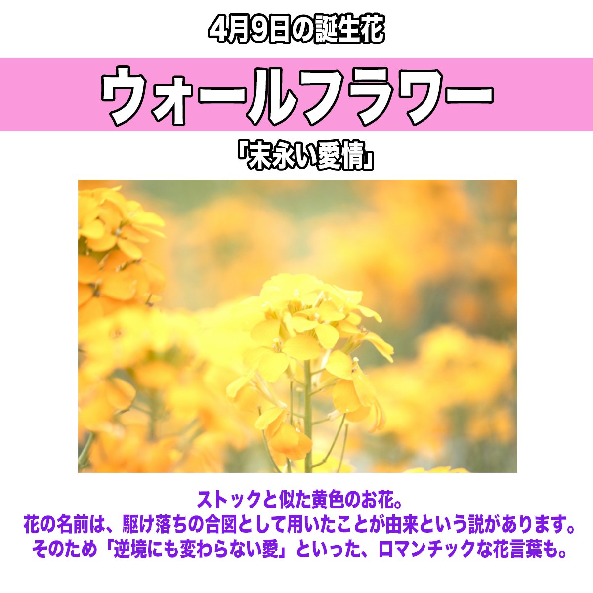 レイトン ミースター Twitter Search Twitter