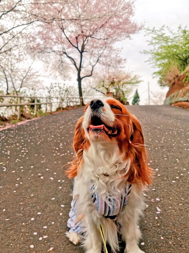 ゆここ様❤キャバリア オリジナル オブジェ♡ Instagram ゆここ様