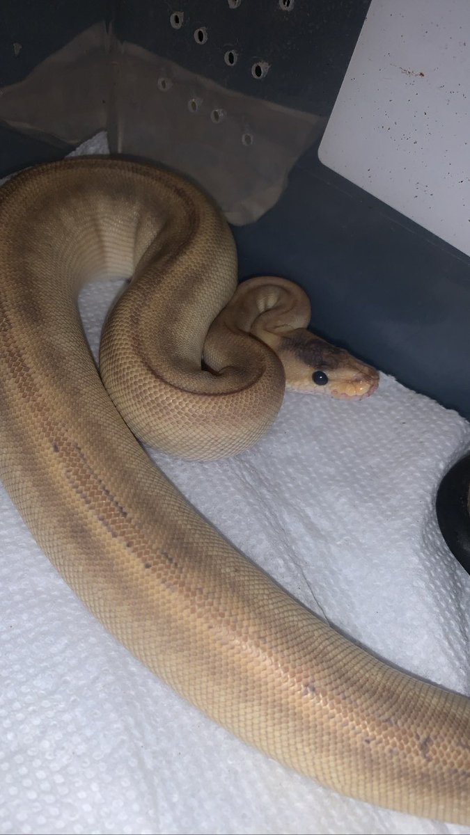 JExoticpythons's tweet image.