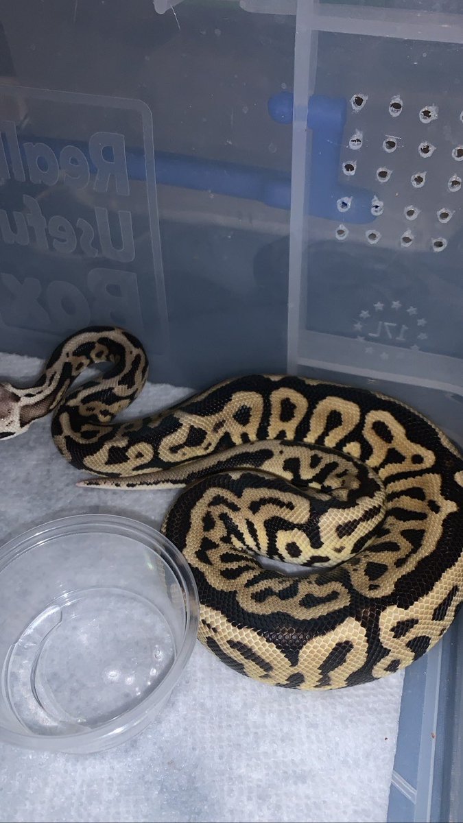 JExoticpythons's tweet image.
