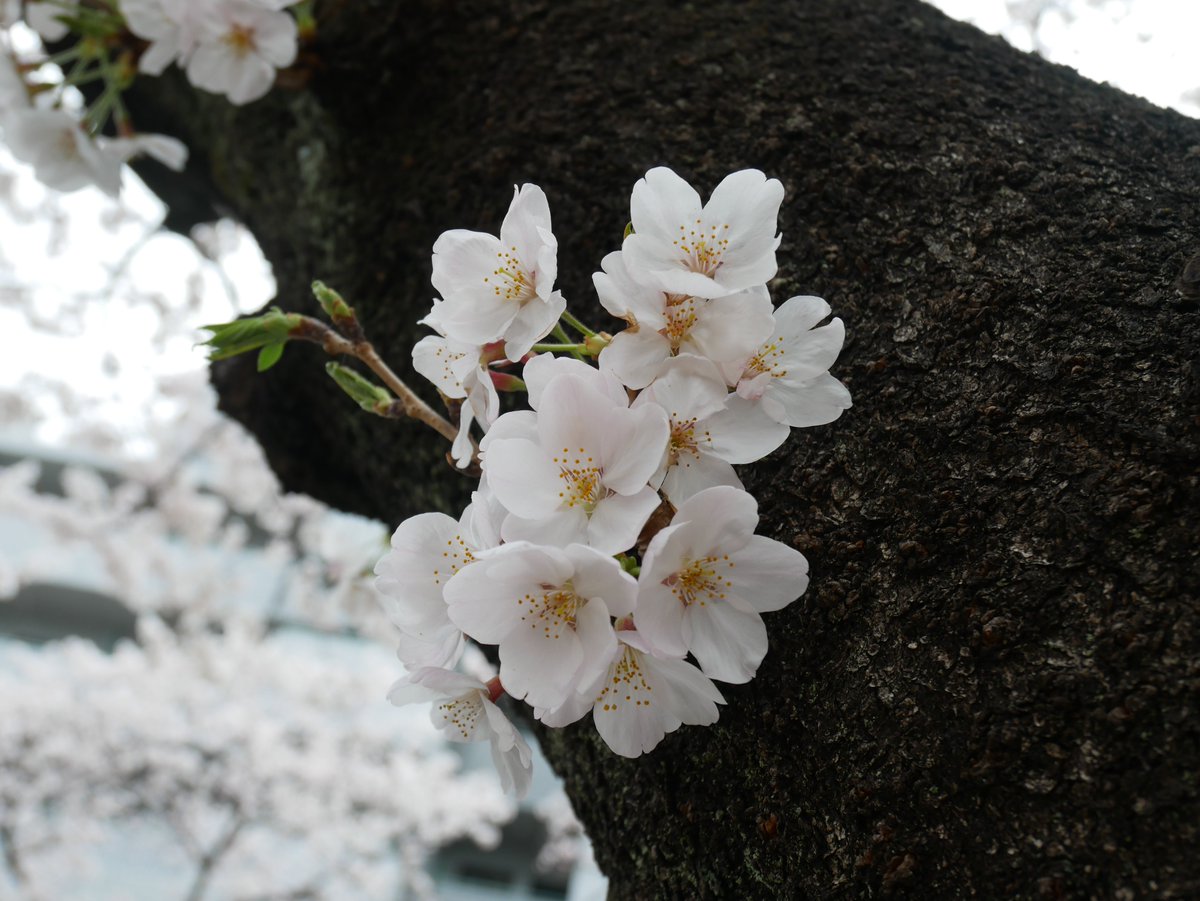 t_mochizuki's tweet photo. Cherry blossoms are now in full bloom in Tokyo. #PlantsOfISLS #isls2022 @isls2022 https://t.co/ObjRsYJsQ2