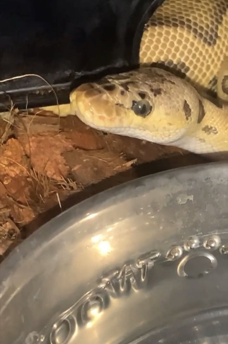 JExoticpythons's tweet image.
