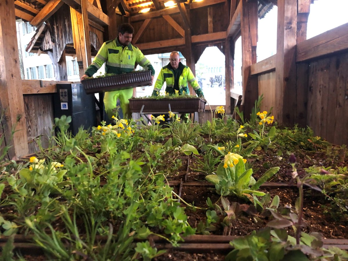 stadtluzern's tweet photo. Zum ersten Mal in ihrer Geschichte wird die #Kapellbrücke für ein paar Wochen mit einheimischen #Wildpflanzen dekoriert. Aber nur kurz und aus speziellem Anlass. Zur Mitteilung: https://t.co/wn3ajZcefr

Bio Suisse #Biodiversität https://t.co/KEGXmyedcN