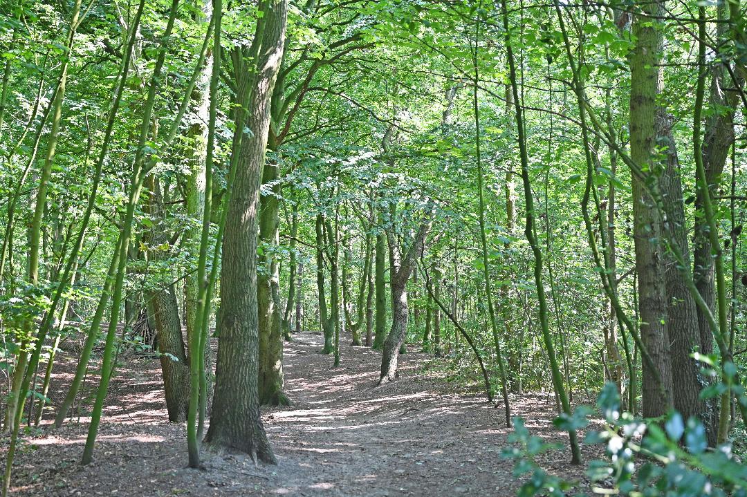 yogaward_intl's tweet photo. Morning. Grateful to be alive.  ''Acknowledging the good that you already have in your life is the foundation for all abundance"' - Eckhart Tolle #morning #forestwalk #nature #landscapephotography #bethankful #dailypractise #yogalife https://t.co/plGXPcQlYF