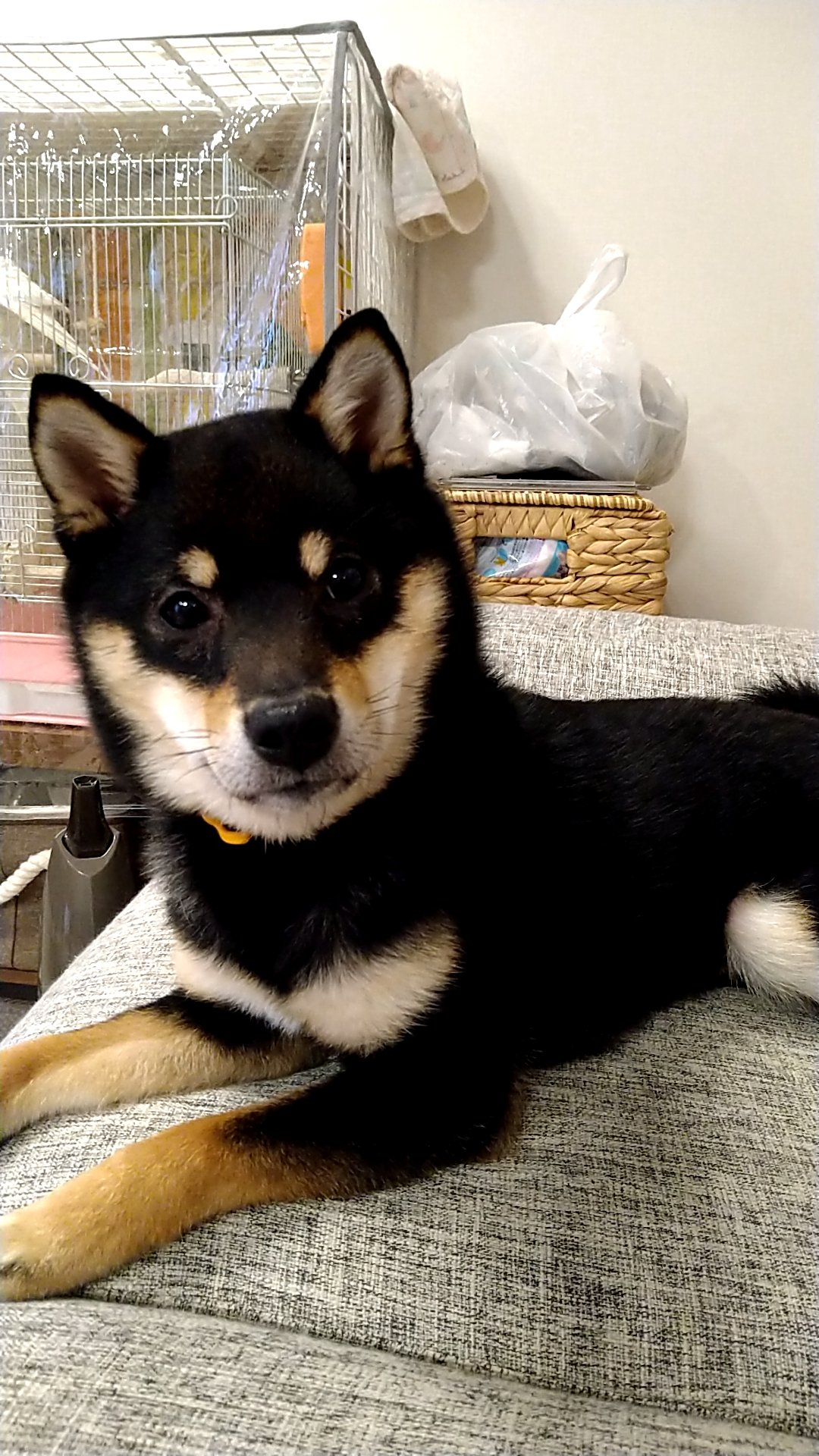 Follow 眉まろ S Mame Mayumaro Latest Tweets Twitter