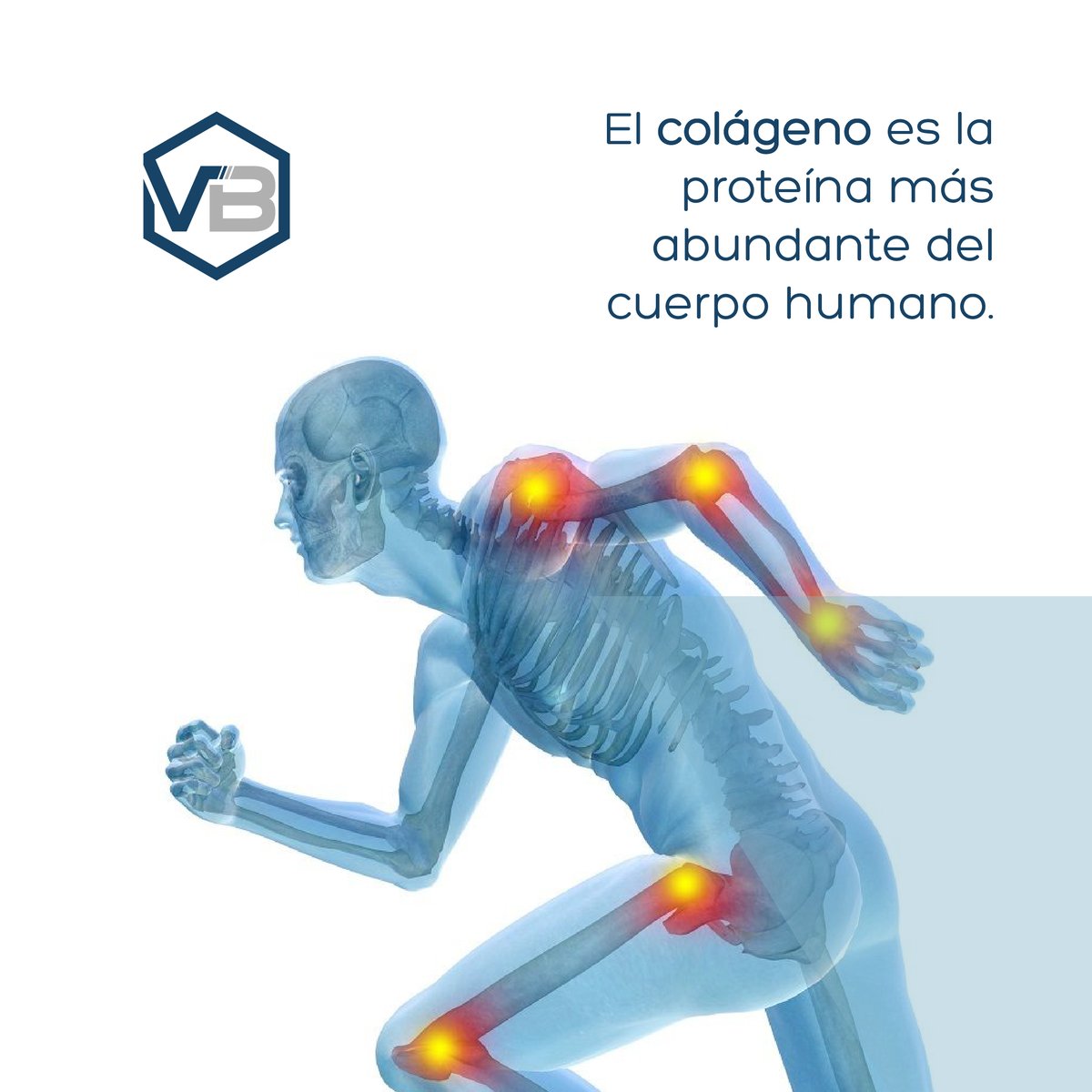 viscobasic's tweet photo. ¿Sabías que el #colágeno es la proteína más abundante del cuerpo humano? ✍ En #Viscobasic contamos con un #complemento alimenticio formulado para la protección de las articulaciones y tejidos blandos (tendones, músculos y ligamentos). Más info en 👉 https://t.co/8mNUtSL8c6 https://t.co/WdobpBdYWB