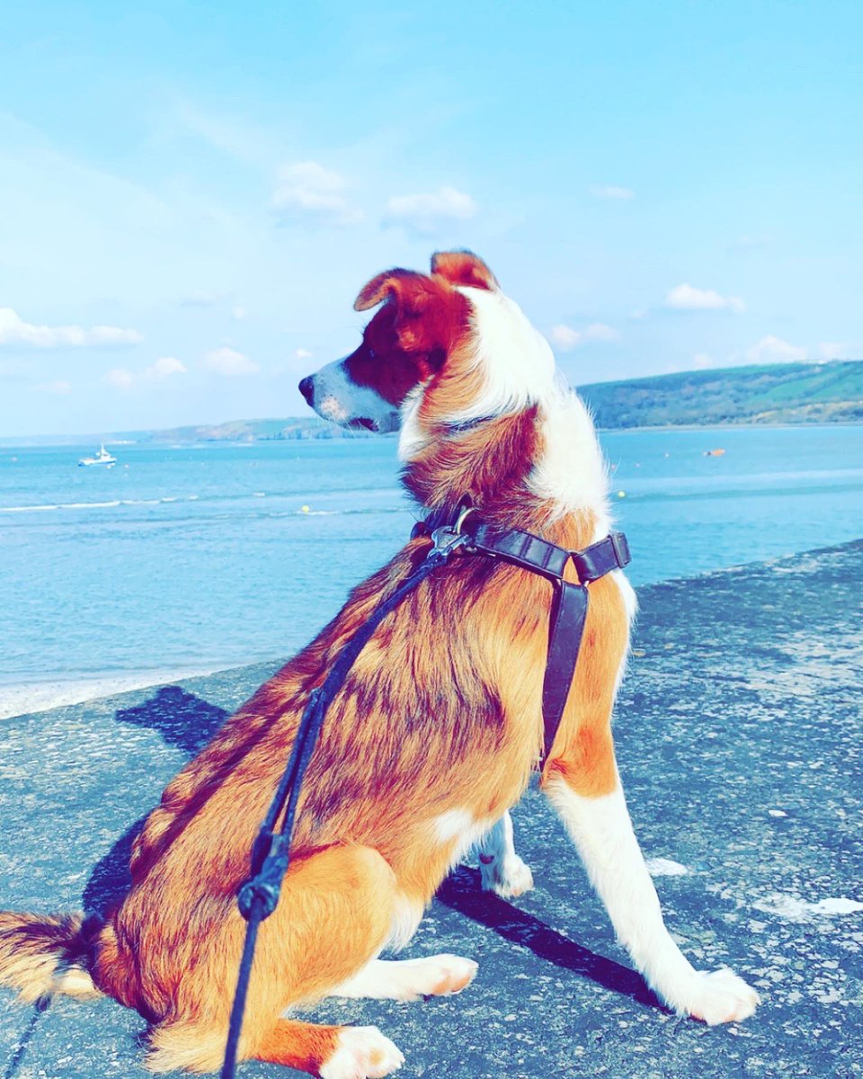 pandy280884's tweet photo. Not sure I could love anything more than her #PuppyLove #Teg #MyFavGinger https://t.co/SwguzqpOtC