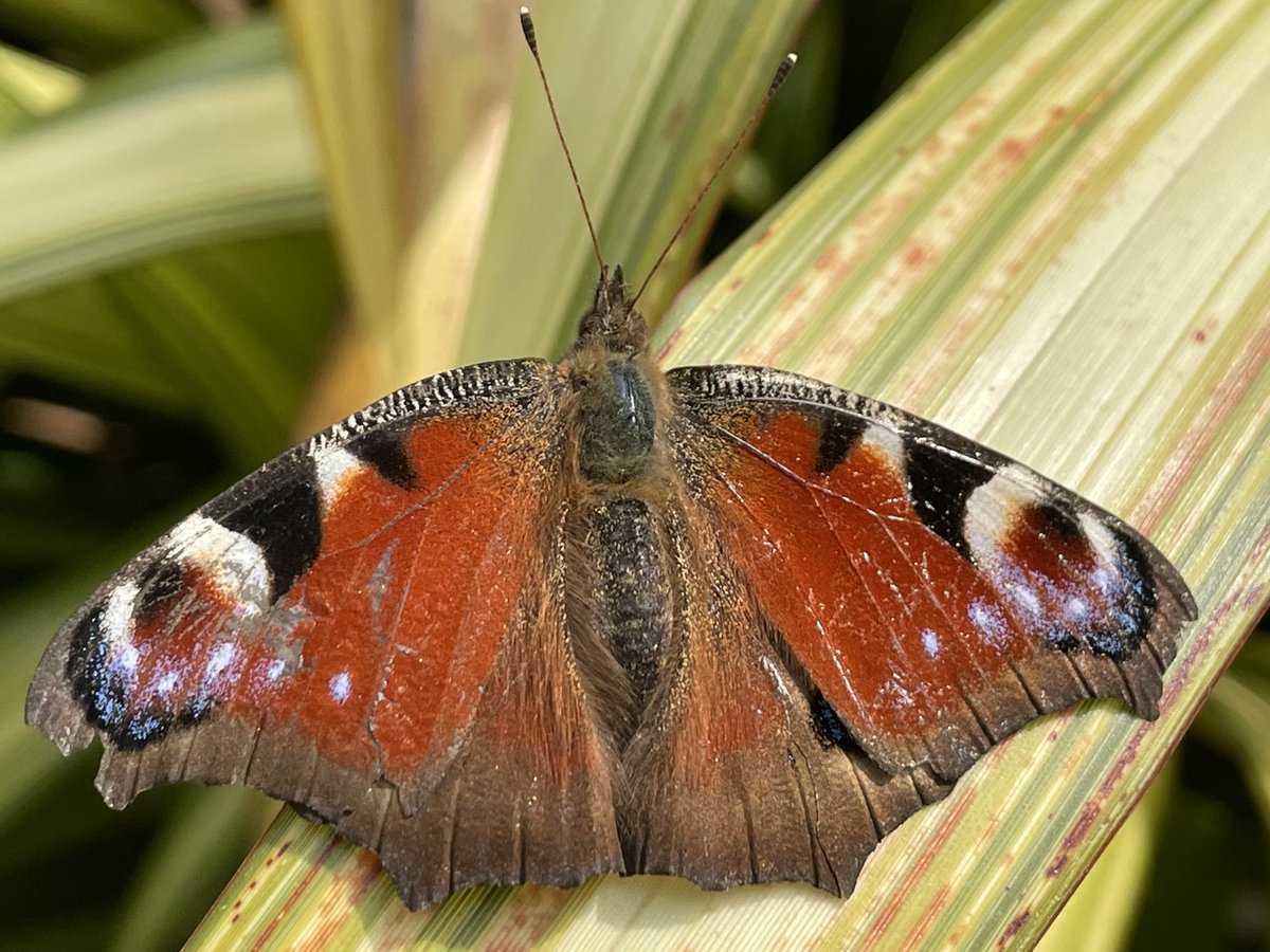RT @frdvil: Another Peacock, resting on a phormium leaf and close ups. It’s too cold 
#butterfly https://t.co/rDb36UEth1