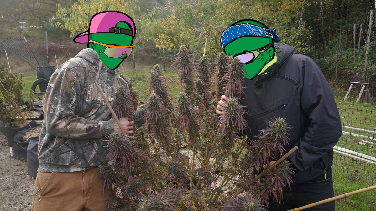 GreenmanNFT's tweet photo. This project is by the industry, for the industry ❤️
Farm that $CANNA to spend on IRL Cannabis 🤝🥦

#Cannabis #Solana #SolanaNFTs #NFT #marijuana https://t.co/5sD1xPmH7p