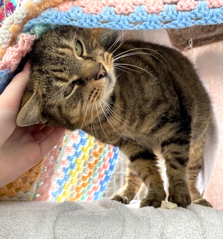 Head bops from Cookie - a girl as sweet as her name! She is looking for a calm home to relax into. 
More about her on our website bathcatsanddogshome.org.uk/rehoming/cats/…
#caturday 🍪
