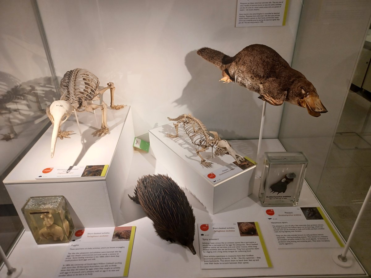 JackDAshby's tweet photo. Really looking forward to talking about my research into the colonial history of the Australian collections in Cambridge today, and why it's important. Online @Cambridge_Fest event all about #CollectionsBasedResearch. 1pm BST today! Register free here:
https://t.co/TY93uTUsbB https://t.co/qQcUWRradQ