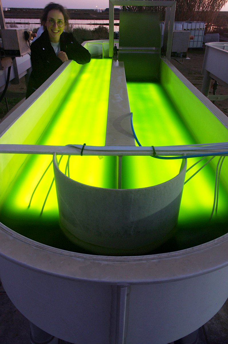 Phytobloom's tweet photo. #Necton, #Allmicroalgae, @CienciasDoMar and @GreenCoLab, researched the impact and the costs of integrating LEDs in microalgae cultivation in raceway ponds outdoors to prevent respiration, in the scope of @AlgaValor project. Check out this new article: https://t.co/7Qc4D3c0d3 https://t.co/NC28sGZRaj