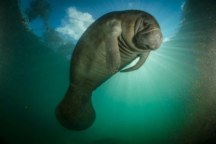 NatGeoEspana's tweet photo. Foto de @PaulNicklen | Nat Geo Image Collection. Un manatí nada en la reserva de Crystal River (Florida, Estados Unidos). Estos mamíferos sirénidos, cuyo único depredador es el hombre, tienen una longitud de entre 4 y 6 metros, y su peso oscila entre 300 y 500 kg. https://t.co/k0jUoI1vDb