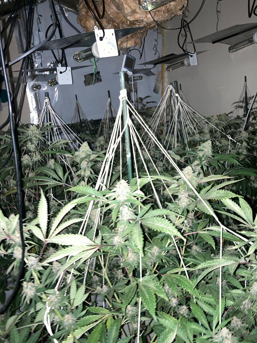 MPSJubilee's tweet photo. Local Officers from Jubilee SNT assisted in another cannabis factory in Tottenham. #GoodDaysWork @MPSEnfield https://t.co/fyeRLinExm