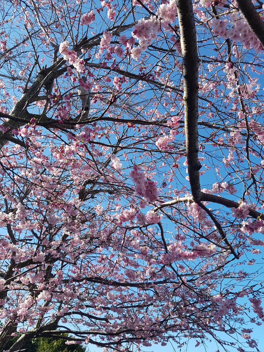 woodland_louise's tweet photo. Looking forward to attending the Froebel Trust Spring webinar "Children &amp; Nature" end of April.☺
 #frobeltrust #webinar #spring #childrenandnature #outdoorlearning #vitaminN https://t.co/LHx4FhSMZr