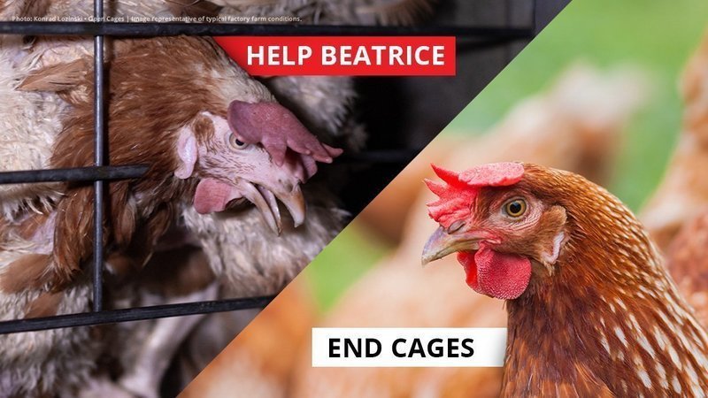 marcthevet's tweet photo. Excellent event at @HouseofCommons with @HenrySmithUK & @HumaneLeagueUK to #EndCages for UK egg laying hens by introducing #BeatricesBill. Good to catch up with @PeterEgan6, @TheRealKirstyG, @imLucyWatson & @dunmore_says. Please sign & share: https://t.co/JJZY0up55Y #HelpBeatrice https://t.co/kWa6WG6Jxg