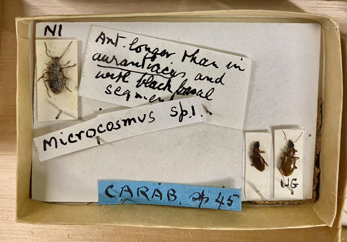 thiswordistaken's tweet image. A relic peculiarity from the #NHM #Coleoptera #HistoricalCollections The Reverend Charles Tottenham was a curator at Cambridge and an expert on rove beetles. But here are some #Carabidae from his collection which came to the museum in 100s of tiny hand made boxes!