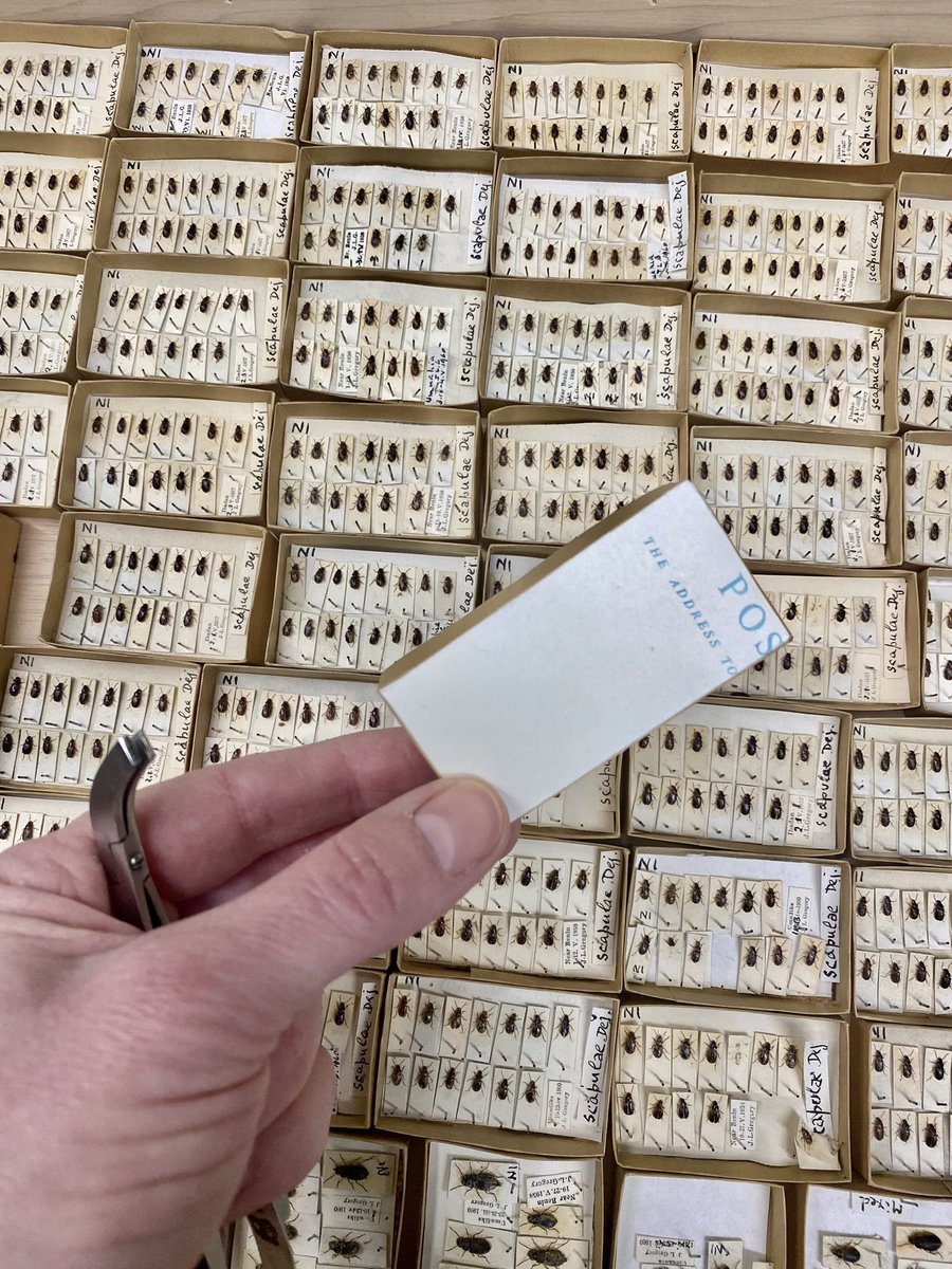 thiswordistaken's tweet image. A relic peculiarity from the #NHM #Coleoptera #HistoricalCollections The Reverend Charles Tottenham was a curator at Cambridge and an expert on rove beetles. But here are some #Carabidae from his collection which came to the museum in 100s of tiny hand made boxes!