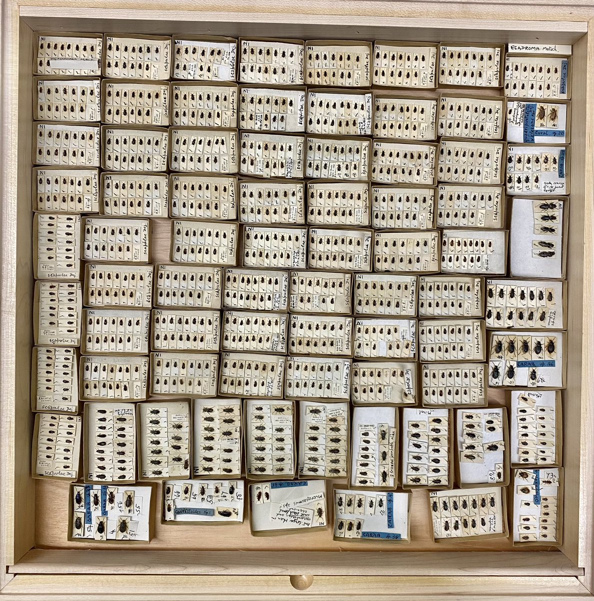 thiswordistaken's tweet image. A relic peculiarity from the #NHM #Coleoptera #HistoricalCollections The Reverend Charles Tottenham was a curator at Cambridge and an expert on rove beetles. But here are some #Carabidae from his collection which came to the museum in 100s of tiny hand made boxes!