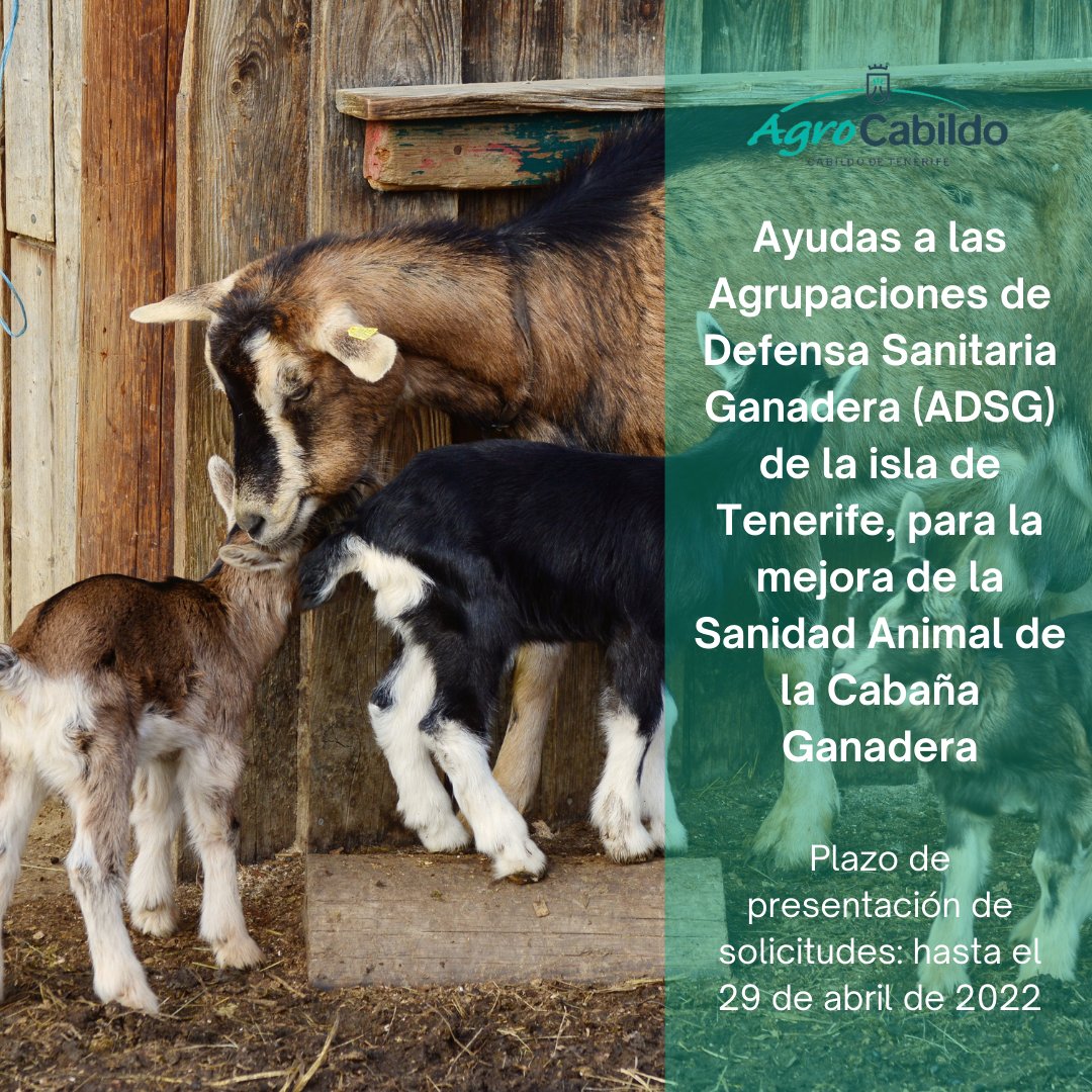 AgrocabildoTfe's tweet photo. 🐐🐑🐂 Ayudas a las Agrupaciones de Defensa Sanitaria Ganadera (#ADSG) de la isla de Tenerife, para la mejora de la Sanidad Animal de la Cabaña Ganadera, ejercicio 2022.
📆 Plazo: hasta el 29 de abril.
📲 Enlace al trámite e información en: https://t.co/HQuCxuscJh
#AgroCabildo https://t.co/4gUn0G3owI