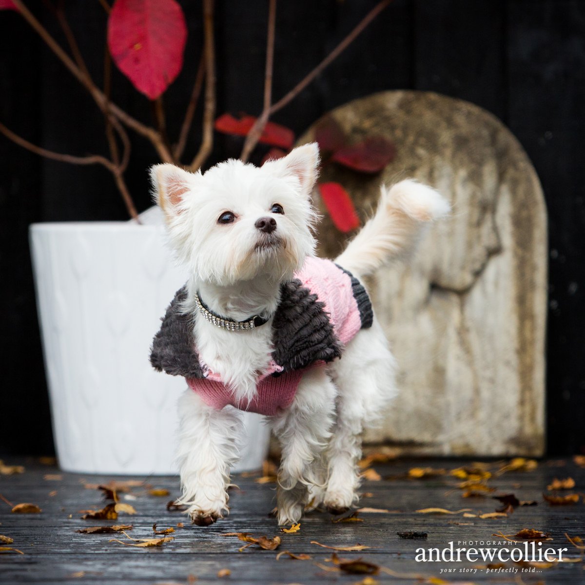 Meet Tilly, the YourSubcontractors.com office pooch who is all glammed up and happy that the sun is out (so are we!) The first quarter of 2022 is done and as it’s been a busy one, we’re off for walkies and some fresh air! (photo courtesy of <a href="/andrewcollierph/">Andrew Collier Photo</a>)