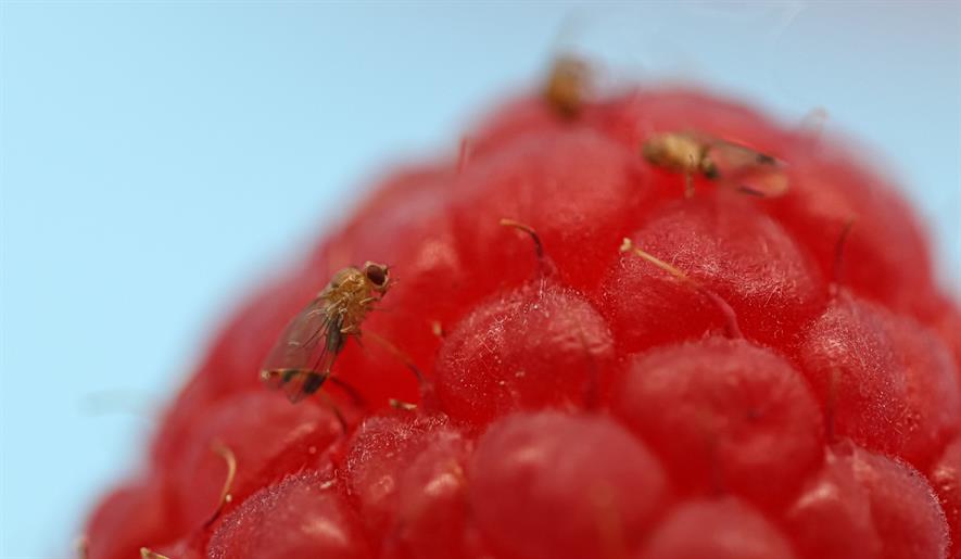 rssagriculture's tweet photo. Fruit fly monitor launched
https://t.co/Jo5AZdX5LU https://t.co/xKBLYCcyGS