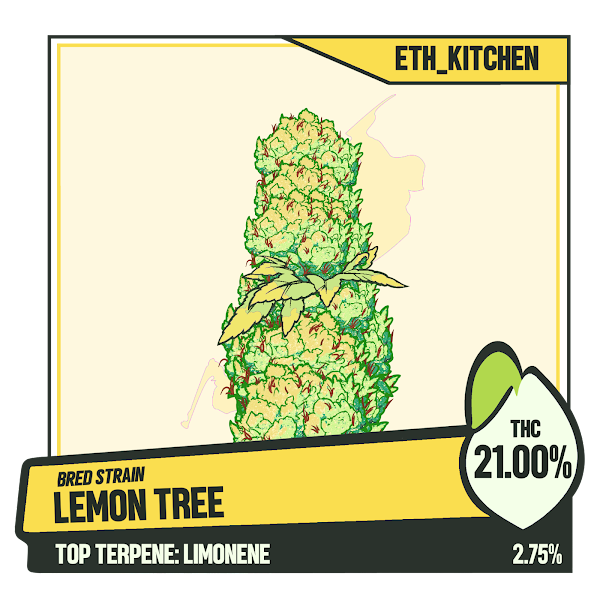 EthKitchen's tweet photo. My first try breeding: Skunk #1 x Sour Diesel = ๐๐ฒ!
Good progression in THC and Terpenes, glad it got yellow and Limonene @weedgangnft #lfbreed
Maybe advance this further https://t.co/NZMBiraJbs