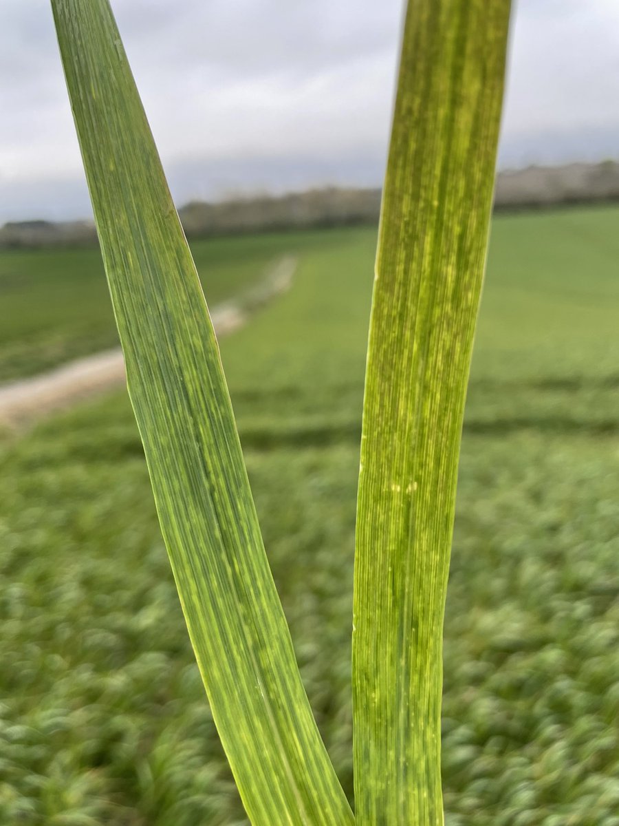 😬 La mosaïque explose sur blé dur. Froid et redémarrage lent de la végétation exacerbe les symptômes. 🌡Dès que les températures douces seront durablement installées les symptômes disparaîtront avec des impacts faibles à modérés selon la durée des symptômes. #blédur #arvalis