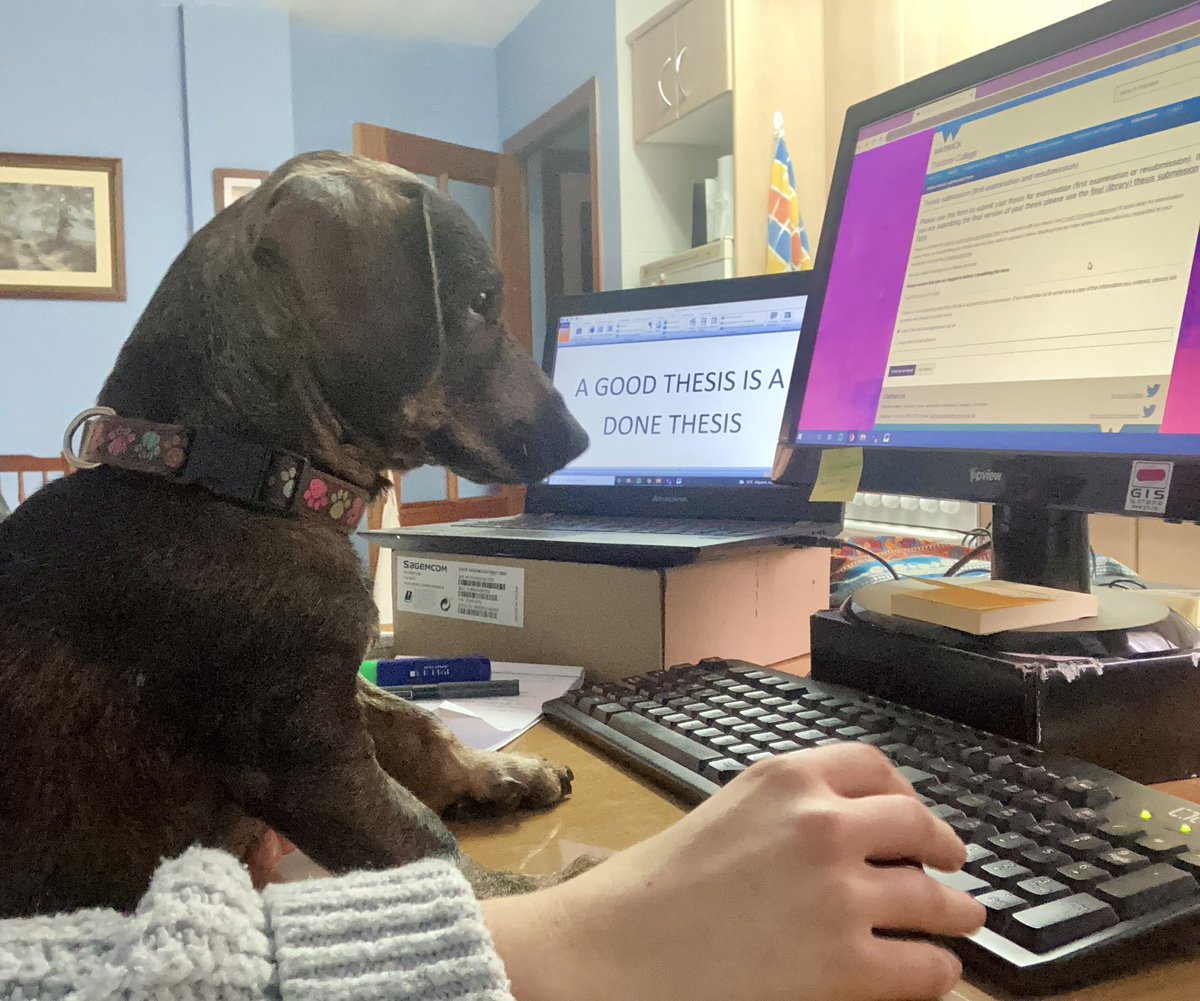 Sara Estecha Querol tweet media