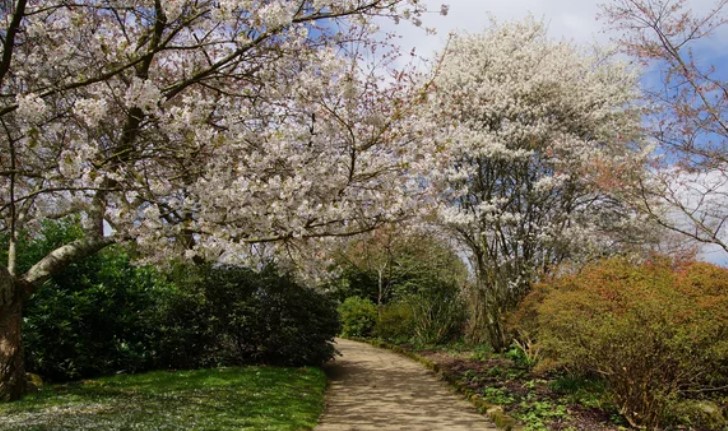 eyesurgery1's tweet photo. The best places to see cherry blossom in Kent and East Sussex: #cherryblossom #thingstodooutside #eastsussex https://t.co/wLs0qmVTOY